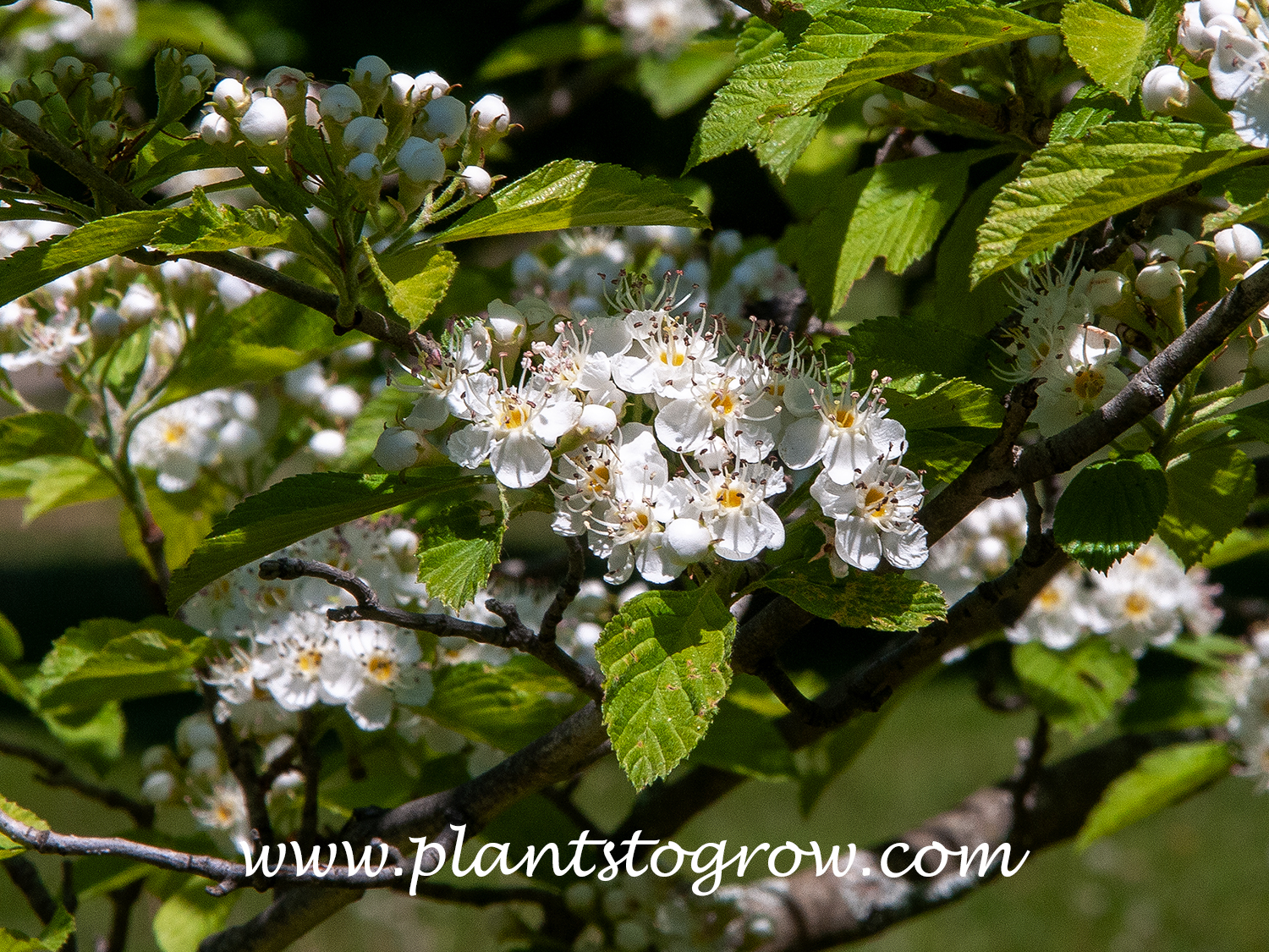 Ohio Power Dotted Hawthorn (Crataegus punctata)
The multi-flowered clusters are called corymbs